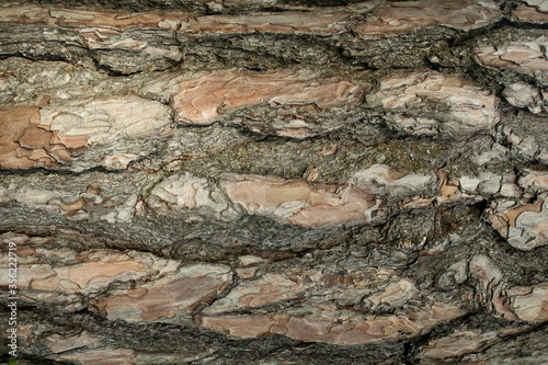 Struktur einer Baumrinde als Hintergrund Close-up 