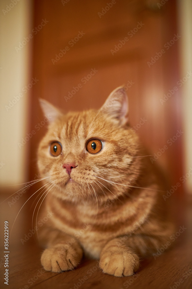 Scottish ginger cat is playing with a toy. Portrait of a cat.