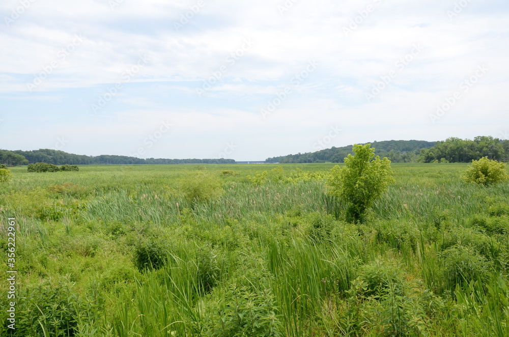 green grasses and plants in wetland environment with trees