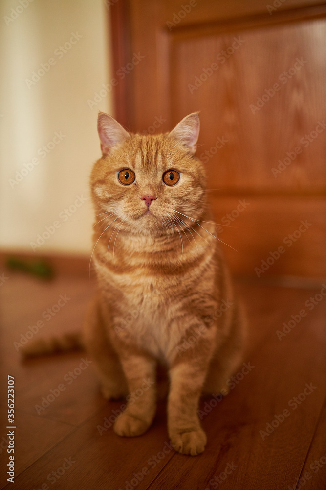 Scottish ginger cat. Cat with red hair. Homemade ginger cat. Scottish ginger cat. Cat with red hair. Homemade ginger cat.