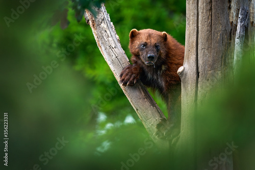 Photography Wolverine on the tree trunk