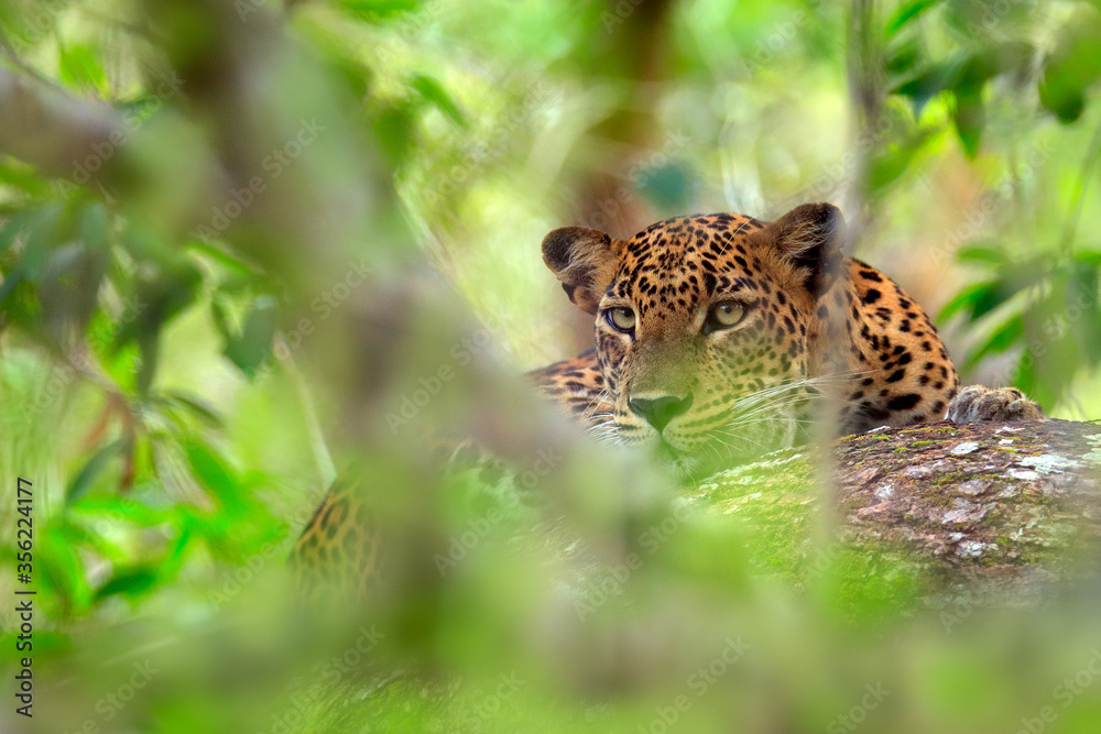 Leopard in green vegetation. Hidden Sri Lankan leopard, Panthera pardus
