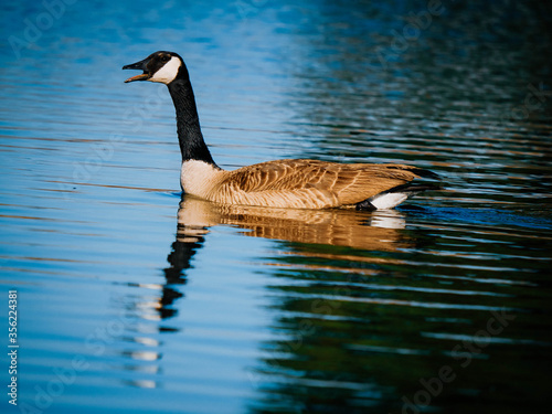 Canadian Goose photo