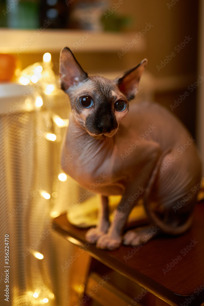Cat breed Canadian sphynx. Canadian sphynx sits on a chair.