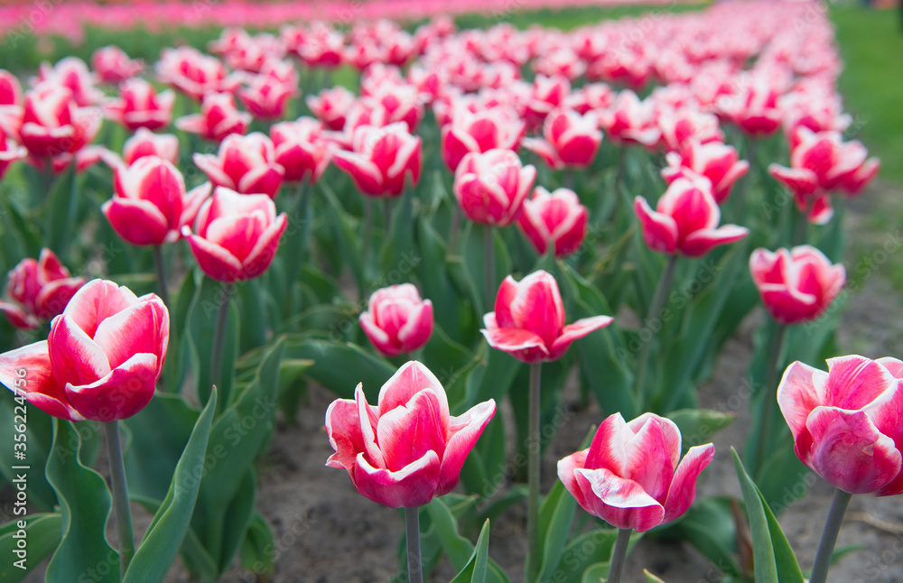 Spring in my head. nature is humans anti-stress. Beautiful pink tulip fields. Holland during spring. Colorful field of tulips, Netherlands. bulb fields in springtime. harmony in meditation