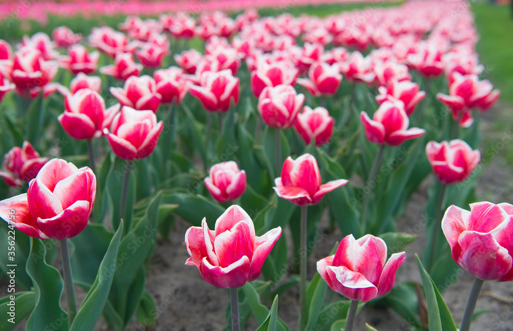 Spring in my head. nature is humans anti-stress. Beautiful pink tulip fields. Holland during spring. Colorful field of tulips, Netherlands. bulb fields in springtime. harmony in meditation Spring in my head. nature is humans anti-stress. Beautiful pink tulip fields. Holland during spring. Colorful field of tulips, Netherlands. bulb fields in springtime. harmony in meditation