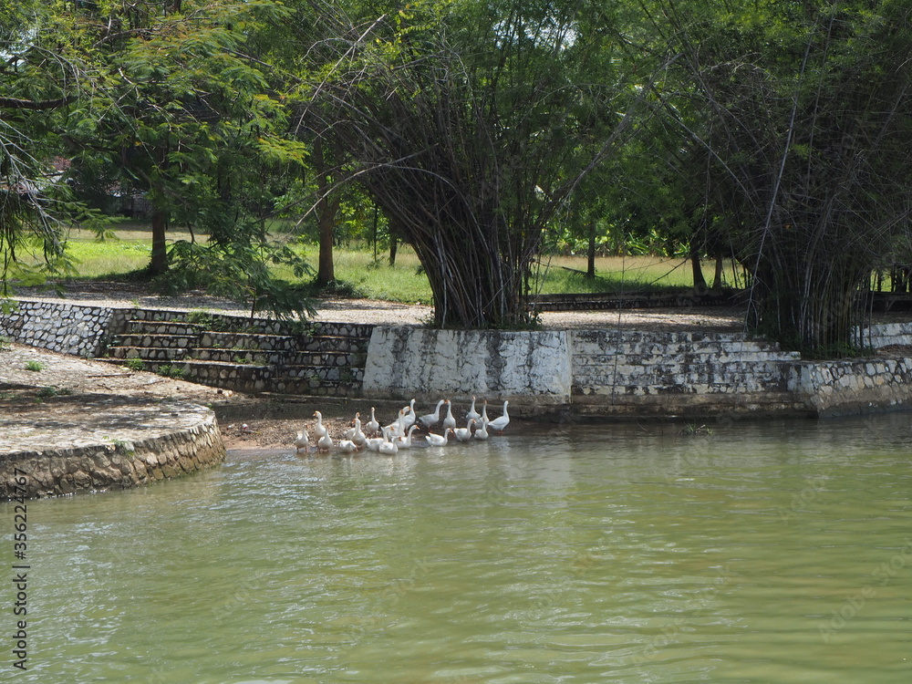 Naklejka premium A flock of ducks floating on the river 