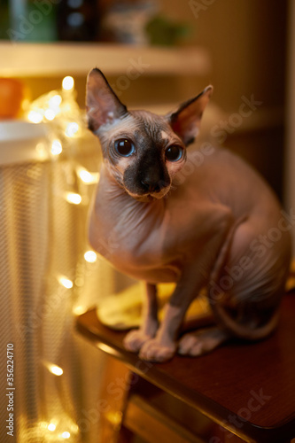 Cat breed Canadian sphynx. Canadian sphynx sits on a chair.