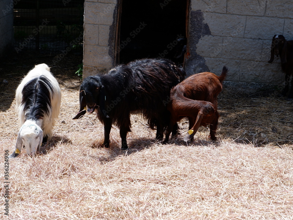 Goats playing and taking food from people Goats playing and taking food from people
