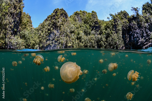 Jellyfish lake photo