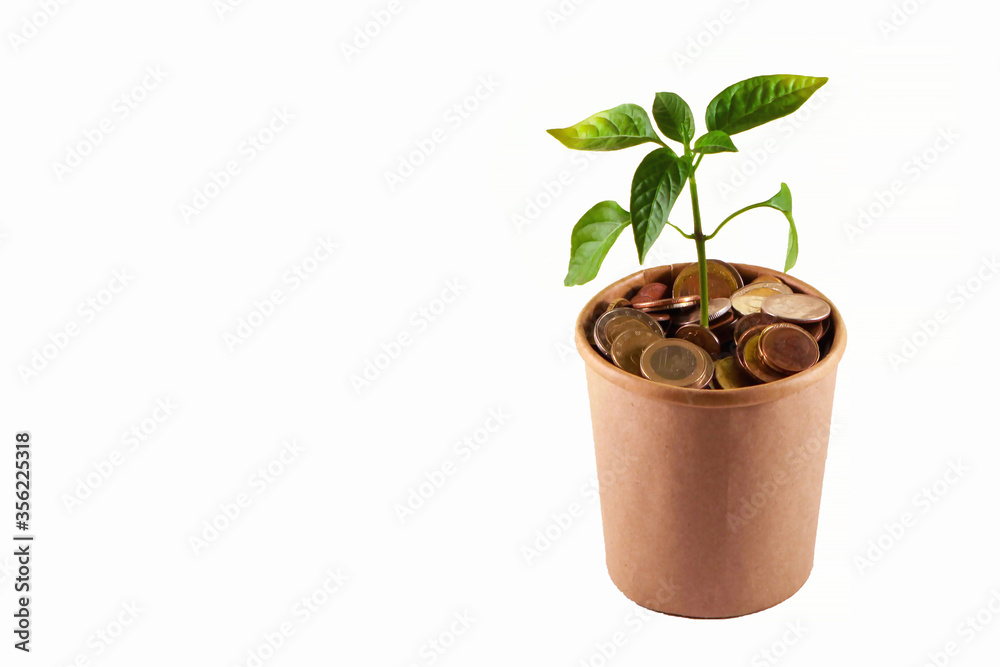 Concept for business, finance and investment. The plant grows in a container with coins. Isolated, copy space.