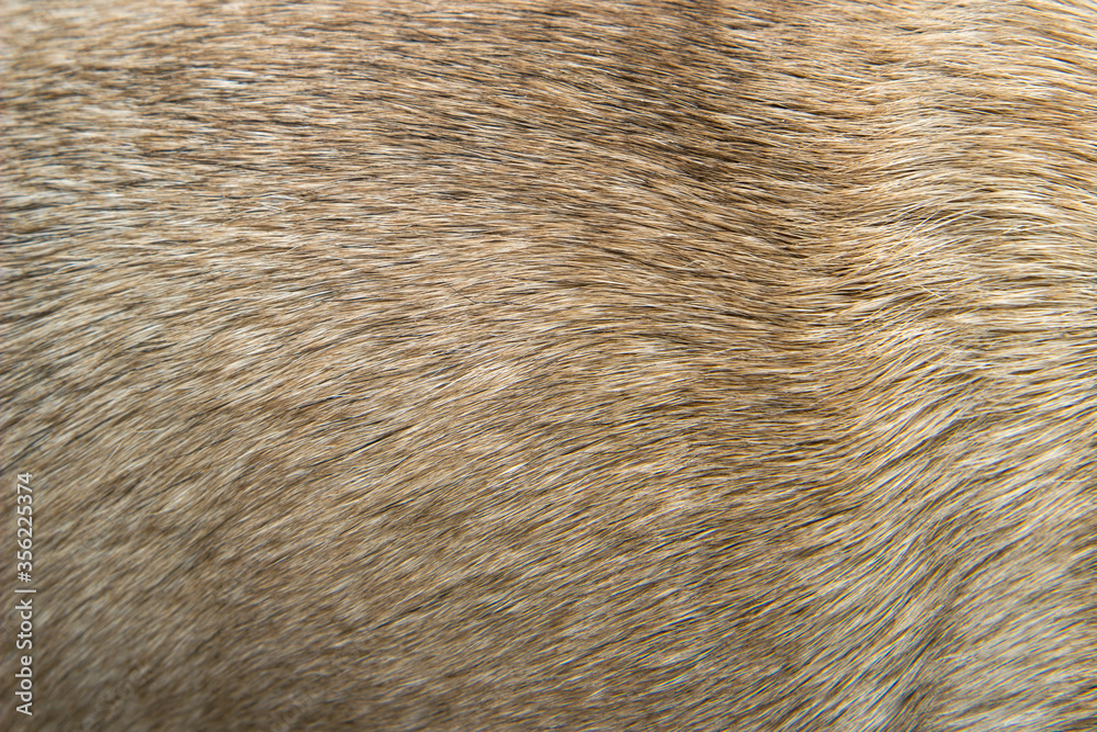 Close up of a beige dog texture fur, close up
