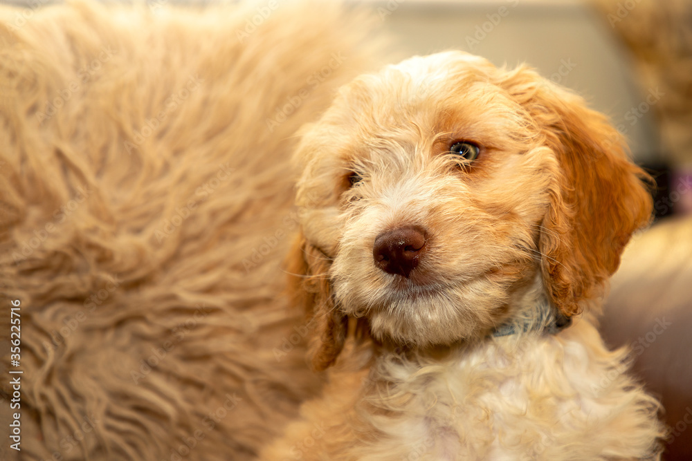 Bertie, an 8 week old Cockapoo puppy, starts his new life, having just left the breeders. Bertie, an 8 week old Cockapoo puppy, starts his new life, having just left the breeders.
