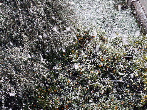 FEUILLAGE SOUS LA NEIGE