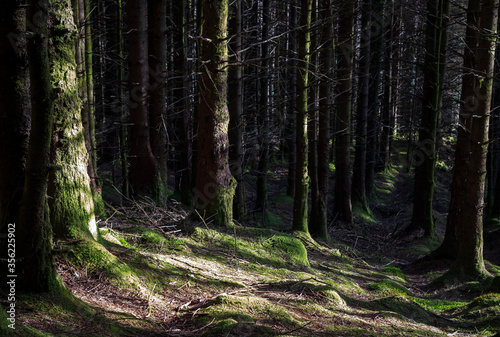 Sunny clearing in a wood,The Merrick, Galloway, Scotland,UK photo