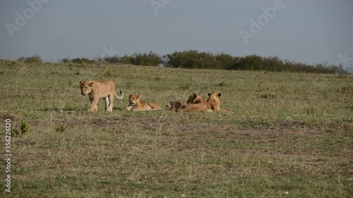 A pride of lions relaxing in the evening with cubs playing near by inside Masai Mara National reserve during a wildlife safari