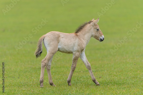 Przewalski horse new born with his mother