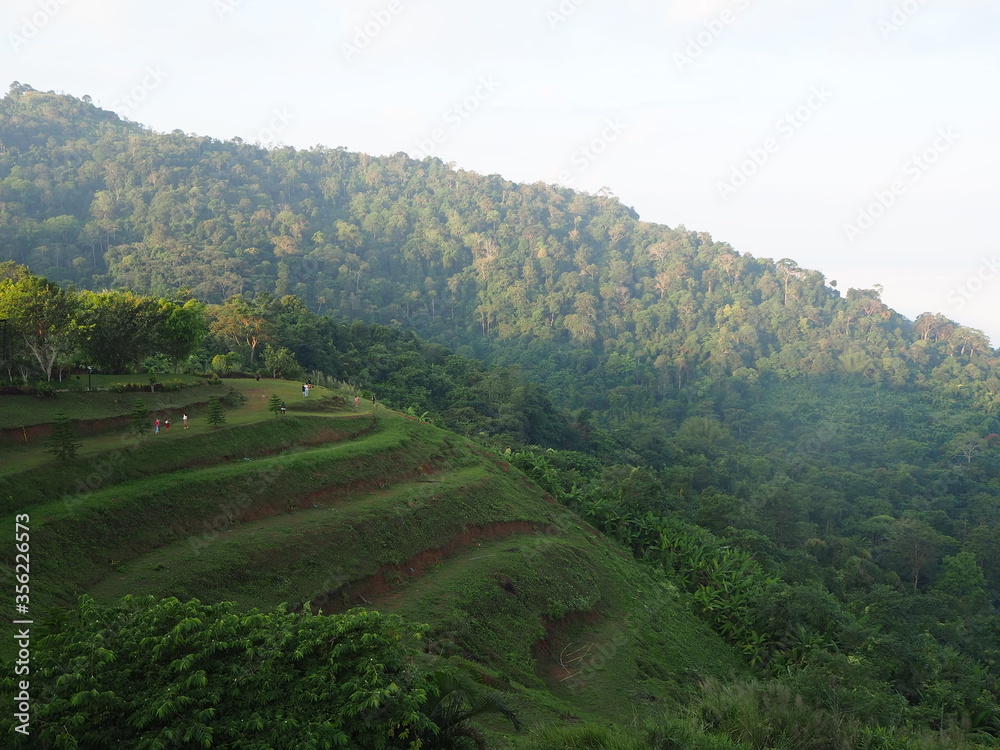 tea plantation in the mountains