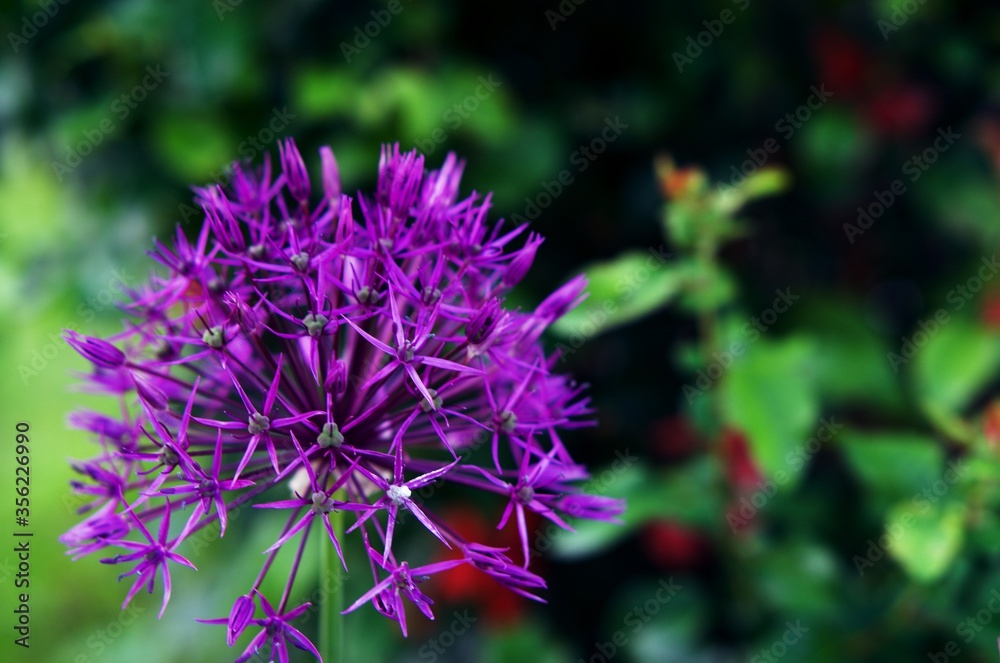 kwiaty natura ogród lato las wieś pasja zdjęcia fotografia kolory zielony niebieski żółty krzewy kwiaty natura ogród lato las wieś pasja zdjęcia fotografia kolory zielony niebieski żółty krzewy