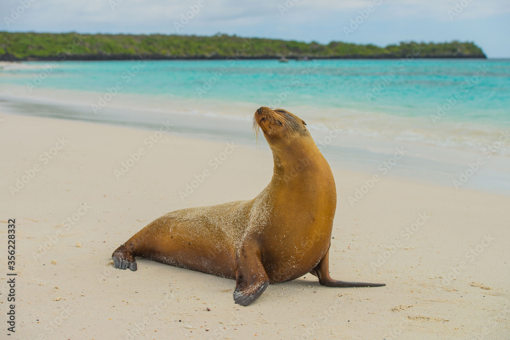 Fototapeta premium Galapagos Sea Lion on a sandy beach at Espanola Island.