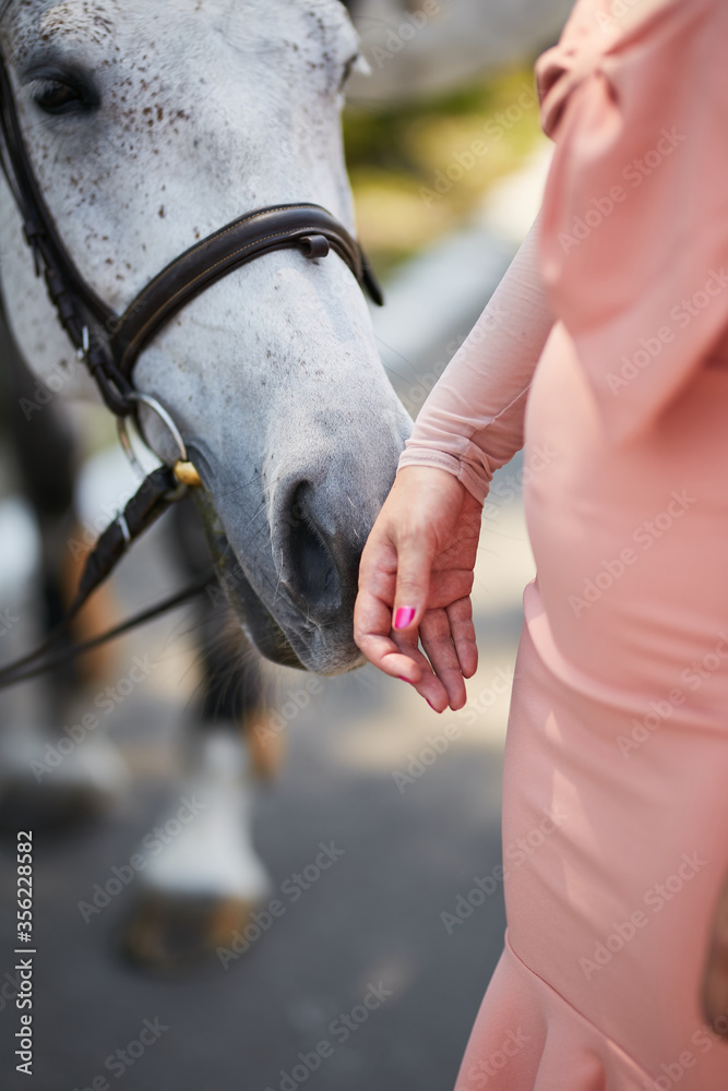 Obraz premium white beautiful horse portrait on green background