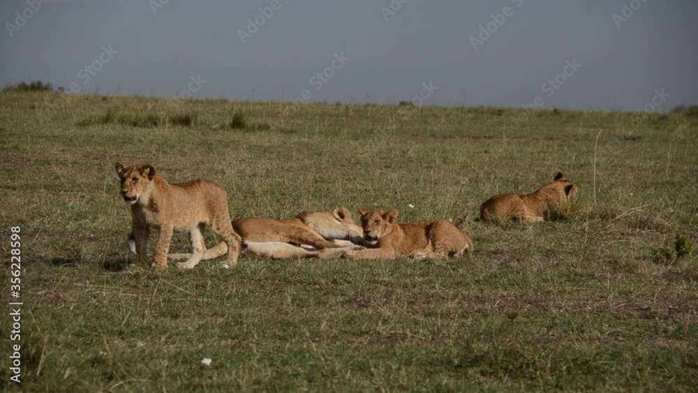 A pride of lions relaxing in the evening with cubs playing near by inside Masai Mara National reserve during a wildlife safari A pride of lions relaxing in the evening with cubs playing near by inside Masai Mara National reserve during a wildlife safari