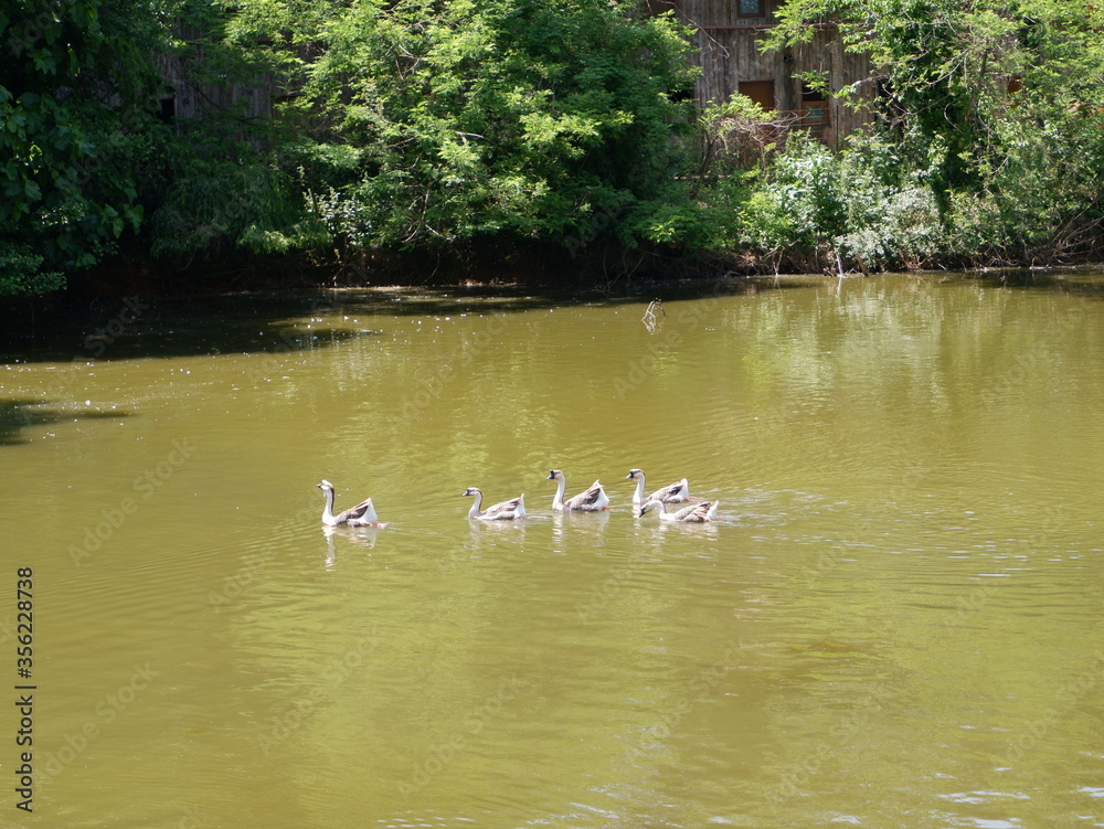 Beautiful swans swimming in lake Beautiful swans swimming in lake