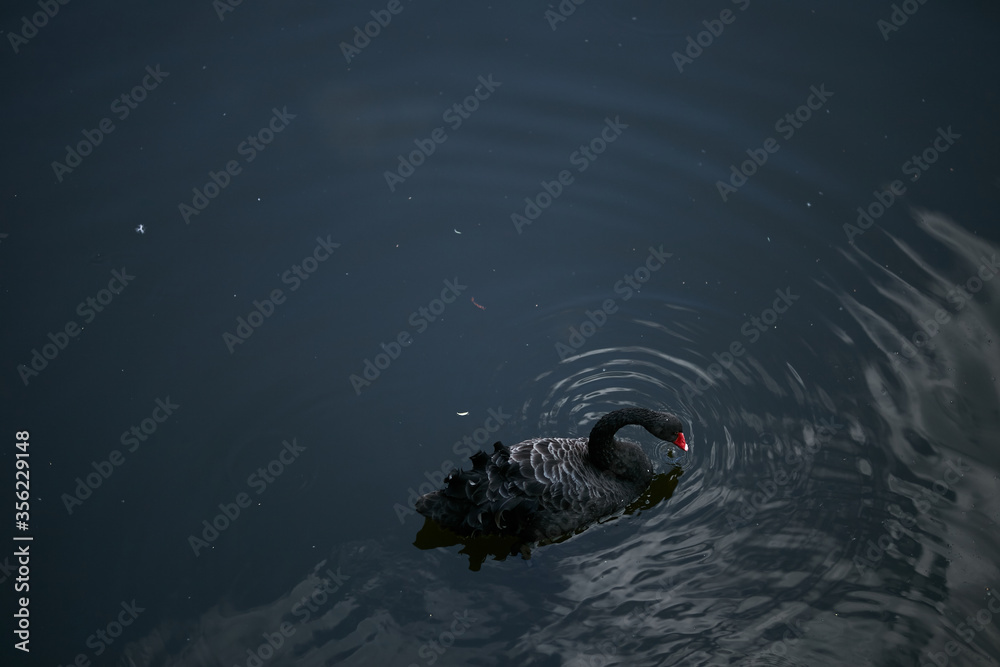 White and black swan in the lake. Swans swim in the lake. White and black swan couple.