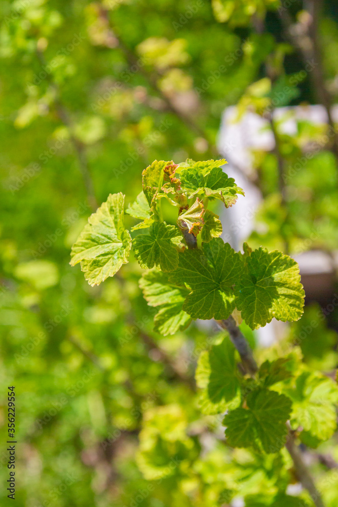 Blackcurrant Bush turns green in the spring in the garden
