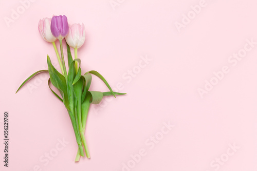 Pink tulips over pink background © karandaev