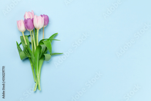 Pink tulips over blue background © karandaev