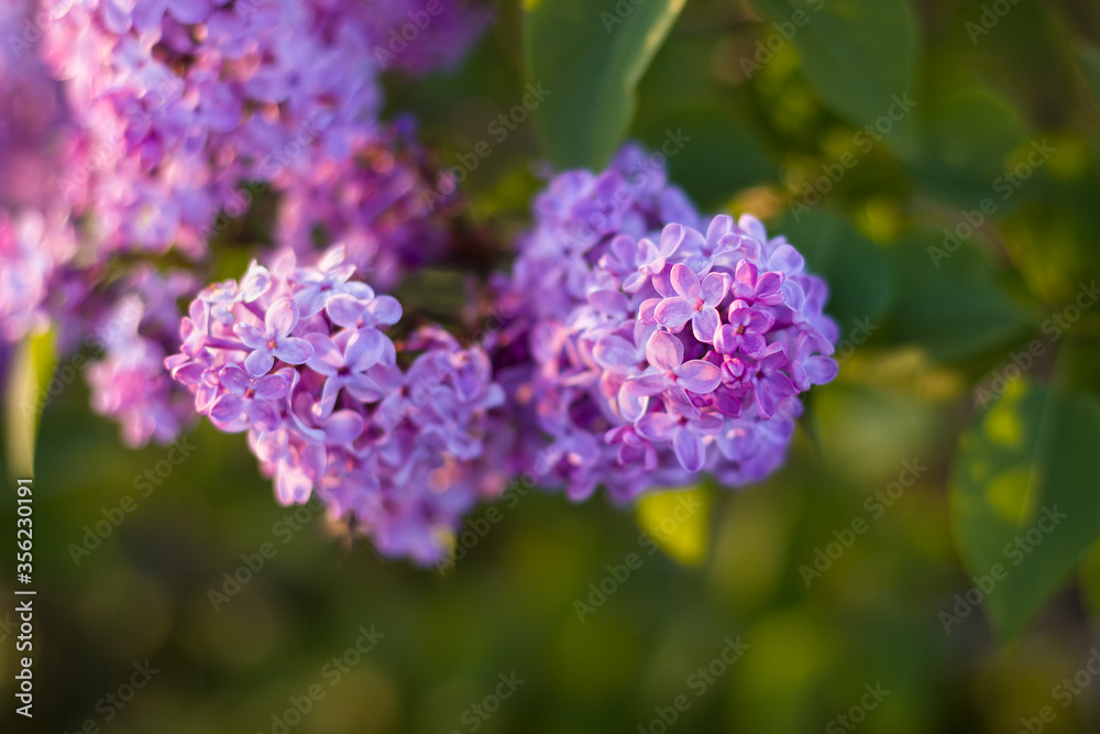 Selective, soft focus on a purple lilac flower and green, sunlit, out of focus golden leaves in the background Selective, soft focus on a purple lilac flower and green, sunlit, out of focus golden leaves in the background