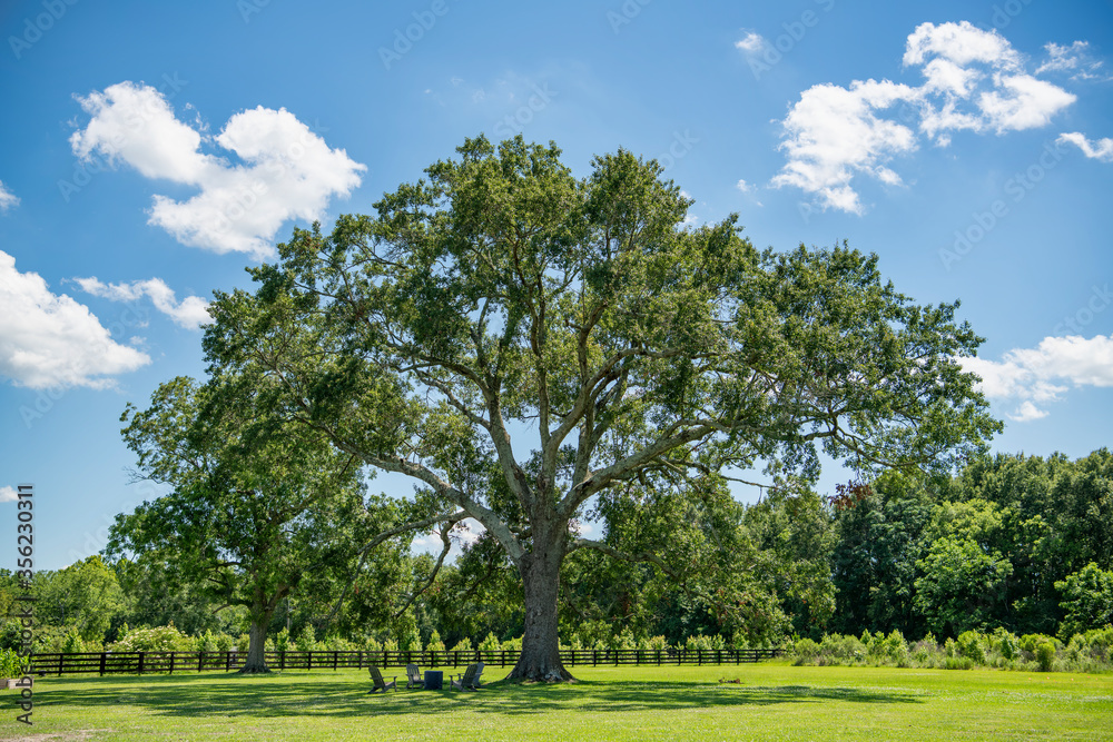 Beautiful Tree in Spring Time in Louisiana Beautiful Tree in Spring Time in Louisiana