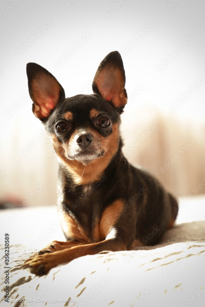 Chihuahua Dog laying on bed