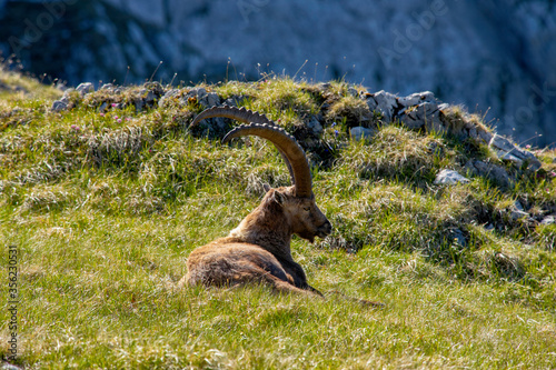 steinbock beim sonnen