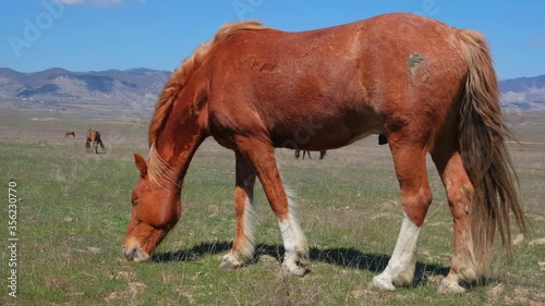 A brown horse eats grass in a field. Animal. Nature. Livestock. A herd of horses. Agriculture. Slow-motion.  photo