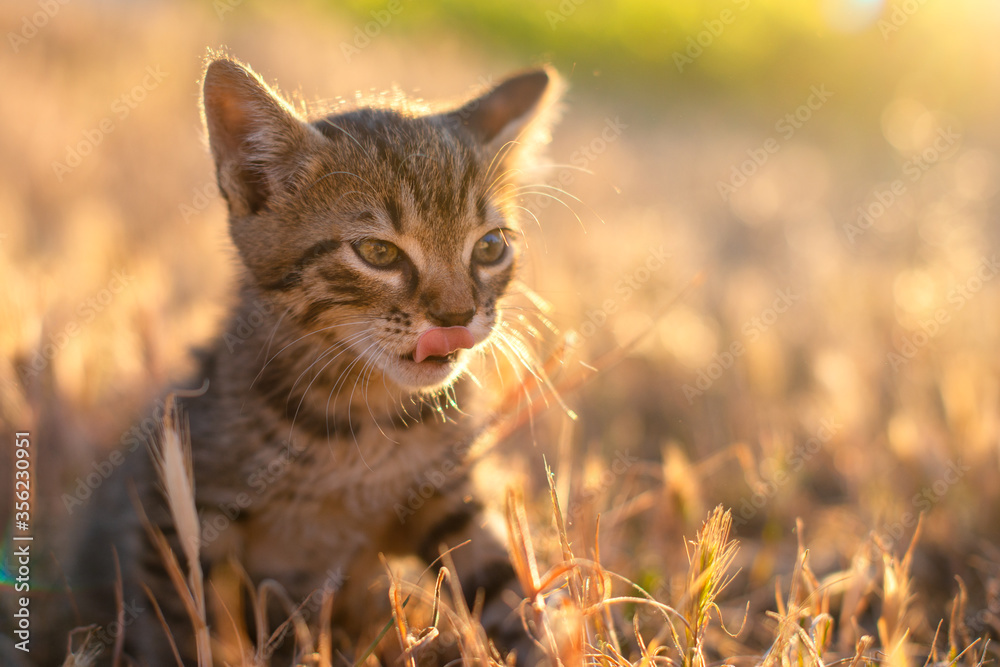 Gray little striped cat playing on the grass with sunset background Gray little striped cat playing on the grass with sunset background