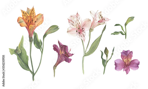 Multi-colored flowers and buds of alstroemeria painted in watercolor. Floral elements on a white background for patterns, cards, invitations. photo