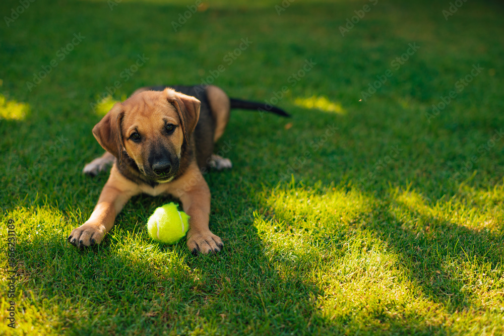 Small and beautiful puppy plays in the yard with the tennis ball and looks in the camera Small and beautiful puppy plays in the yard with the tennis ball and looks in the camera