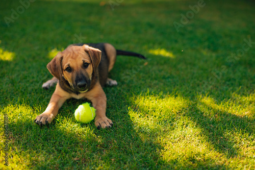 Small and beautiful puppy plays in the yard with the tennis ball and looks in the camera