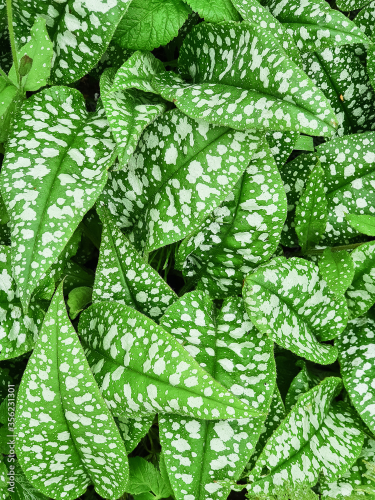 Green leaves with white spots of Pulmonaria saccharata variety leopard background.Green leaves texture.plant after rain Green leaves with white spots of Pulmonaria saccharata variety leopard background.Green leaves texture.plant after rain