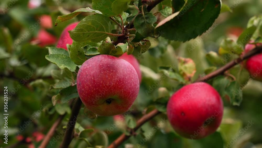 CU Ripe apples on branch / Saarburg, Rhineland-Palatinate, Germany