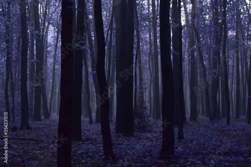 Color Infrared Image of foggy forest. Series of images from forest shot on vintage color infrared film.