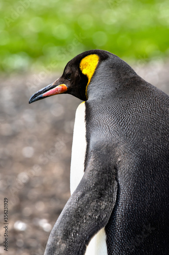 Portrait of a King Penguin at Volunteer Point  Falkland Islands