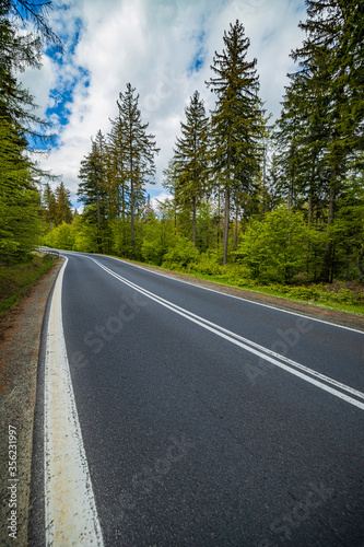 winding mountain road in a green forest © ptyszku