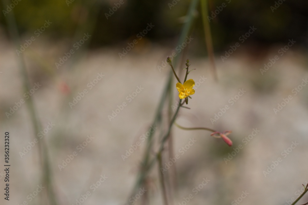 Retracting by day are yellow blooms of California Suncup, Eulobus Californicus, Onagraceae, native annual in the edges of Twentynine Palms, Southern Mojave Desert, Springtime. Retracting by day are yellow blooms of California Suncup, Eulobus Californicus, Onagraceae, native annual in the edges of Twentynine Palms, Southern Mojave Desert, Springtime.