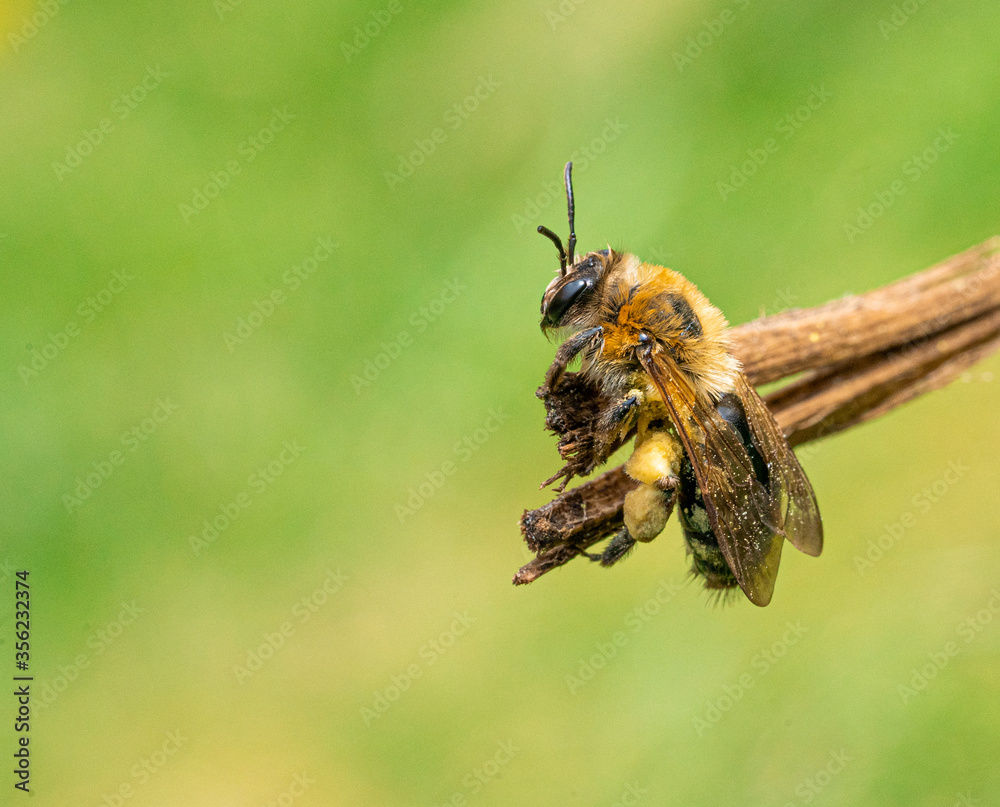 Large Yellow Orange and Black Striped Honey Bee Close up Marco Portrait View