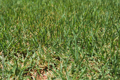 Close up of perspective view of green natural grass in outdoor garden on sunny day
