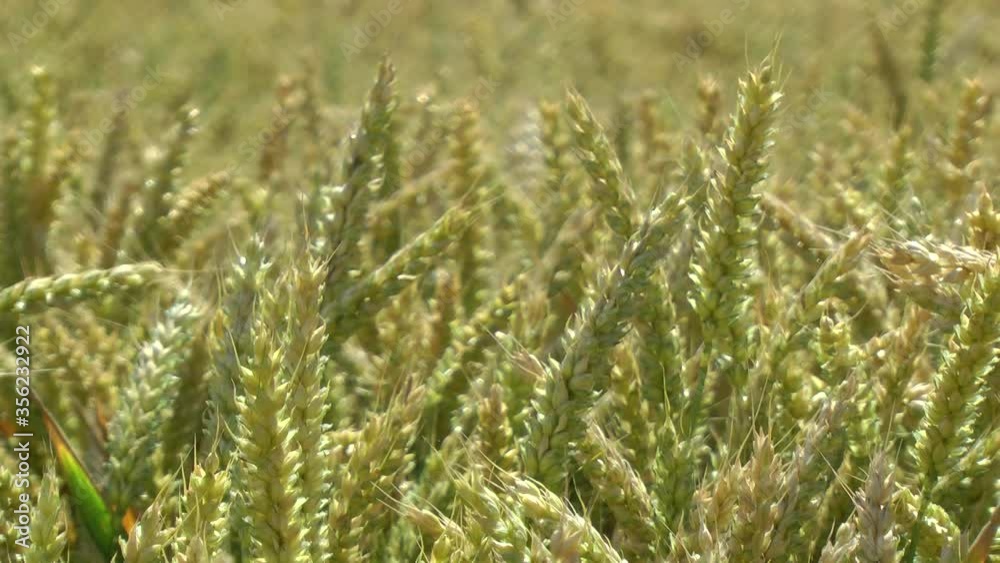 Corn, wheat field swaying in a gentle summers breeze. Corn, wheat field swaying in a gentle summers breeze.