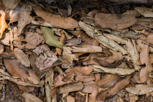oak leaves background